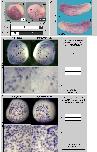 Expression Image