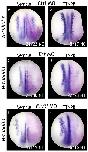 Expression Image Expression Image