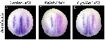 Expression Image Expression Image