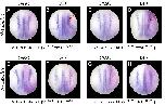 Expression Image Expression Image