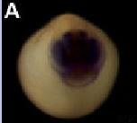Expression Image