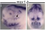 Expression Image Expression Image