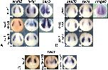Expression Image Expression Image