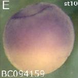 Expression Image