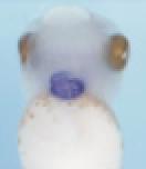 Expression Image Expression Image
