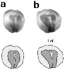 Expression Image Expression Image