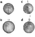 Expression Image Expression Image