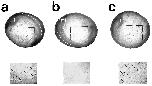 Expression Image Expression Image