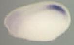 Expression Image
