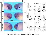 Expression Image Expression Image
