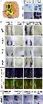 Expression Image