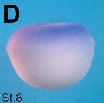 Expression Image