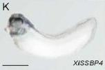 Expression Image