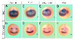 Expression Image
