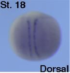 Expression Image