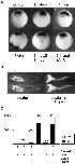 Expression Image Expression Image