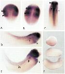 Expression Image
