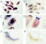 Expression Image