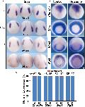 Expression Image