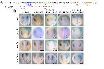 Expression Image Expression Image