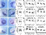 Expression Image Expression Image