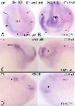 Expression Image