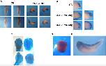 Expression Image Expression Image