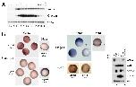 Expression Image