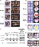 Expression Image Expression Image