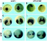 Expression Image