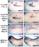 Expression Image Expression Image