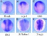 Expression Image Expression Image
