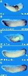 Expression Image Expression Image