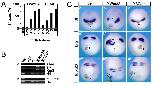 Expression Image Expression Image