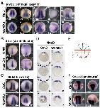 Expression Image Expression Image