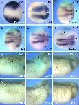 Expression Image Expression Image