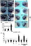 Expression Image Expression Image