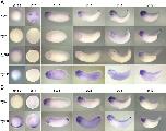 Expression Image