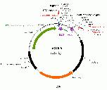 Expression Image