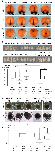 Expression Image Expression Image