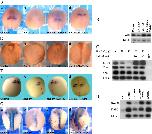Expression Image Expression Image