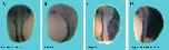 Expression Image Expression Image