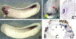 Expression Image Expression Image