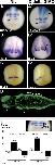 Expression Image Expression Image
