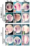 Expression Image Expression Image