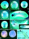 Expression Image Expression Image