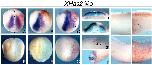 Expression Image Expression Image