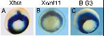 Expression Image