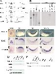 Expression Image Expression Image