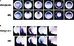 Expression Image